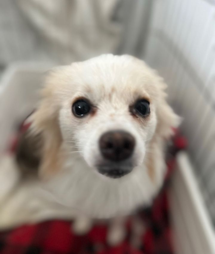 Dog for adoption - Gucci, a Pomeranian & Chihuahua Mix in Los