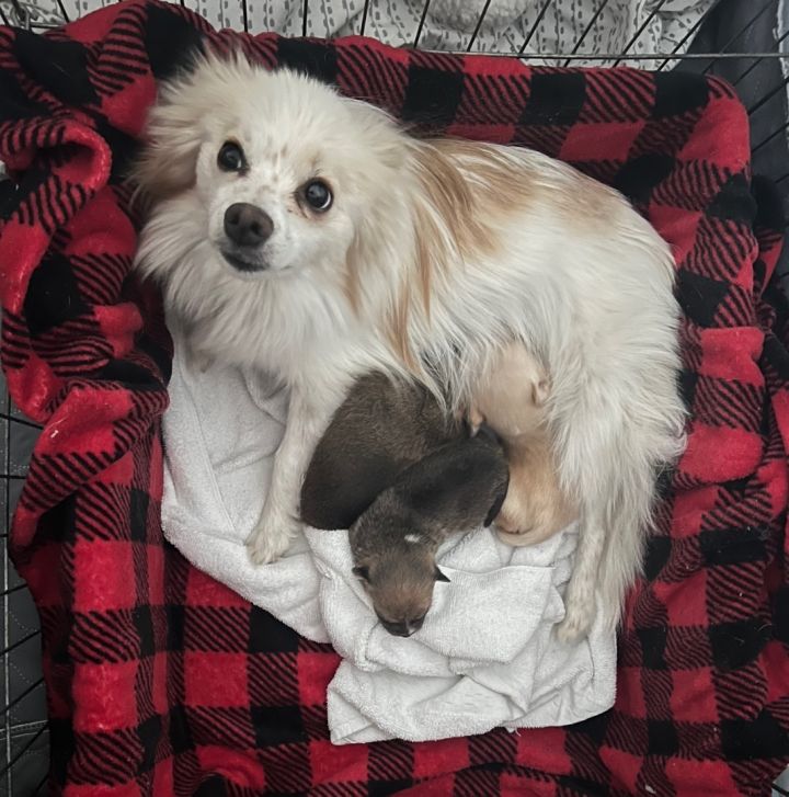 Pomeranian chihuahua hot sale mix for adoption