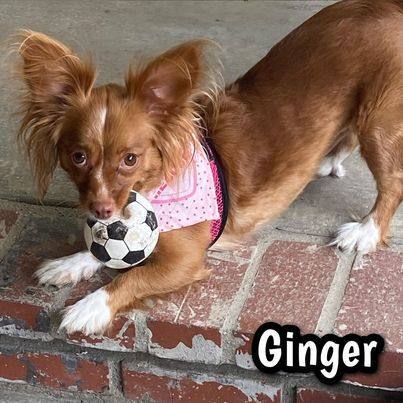 Ginger, an adoptable Papillon, Spaniel in Glendora, CA, 91740 | Photo Image 3