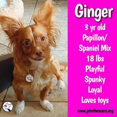 Ginger, an adoptable Papillon, Spaniel in Glendora, CA, 91740 | Photo Image 1