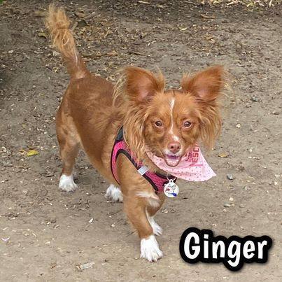 Ginger, an adoptable Papillon, Spaniel in Glendora, CA, 91740 | Photo Image 5