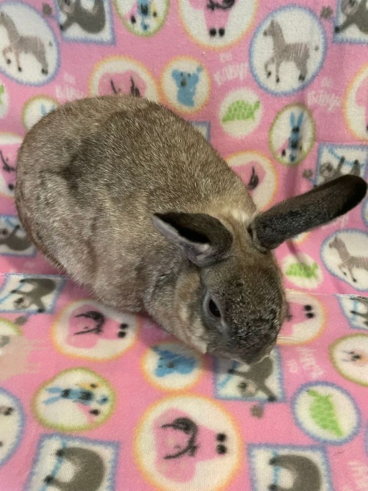Casey, an adoptable Mini Lop in Delta, OH_image-2