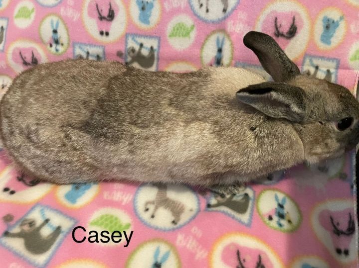 Casey, an adoptable Mini Lop in Delta, OH_image-3
