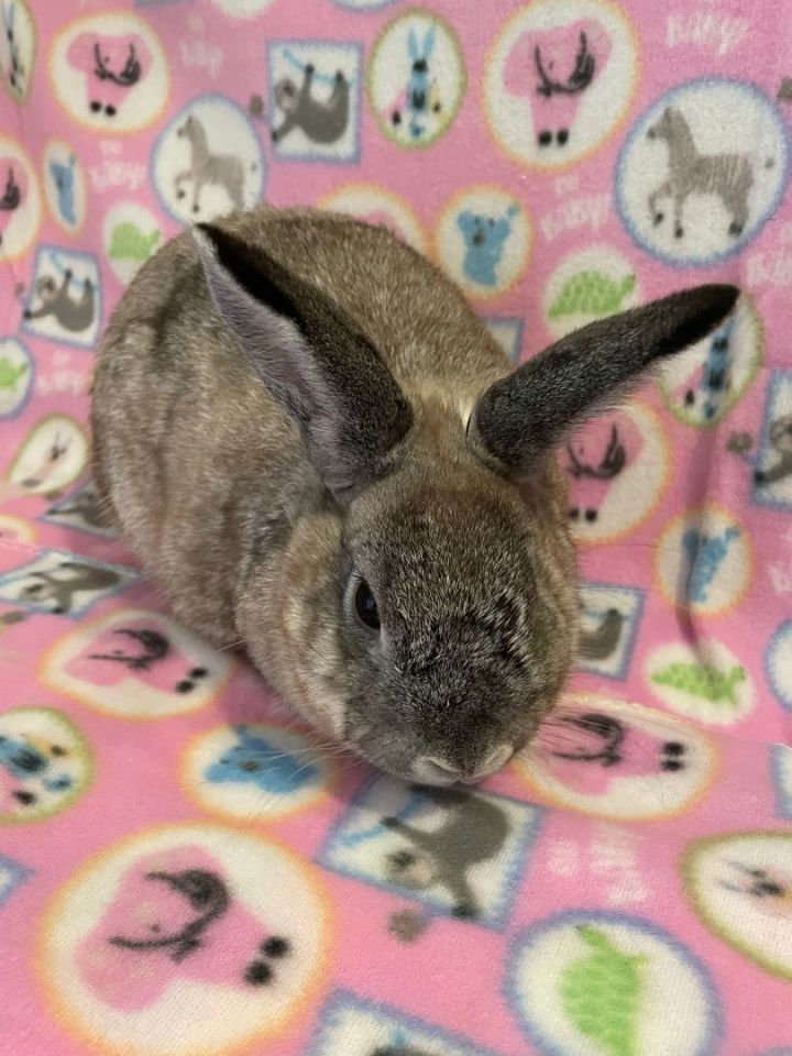 Casey, an adoptable Mini Lop in Delta, OH_image-4