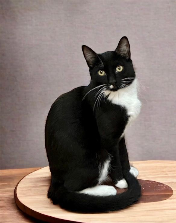 Manny, an adoptable Tuxedo in West Hills, CA, 91307 | Photo Image 1