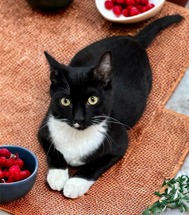 Manny, an adoptable Tuxedo in West Hills, CA, 91307 | Photo Image 2