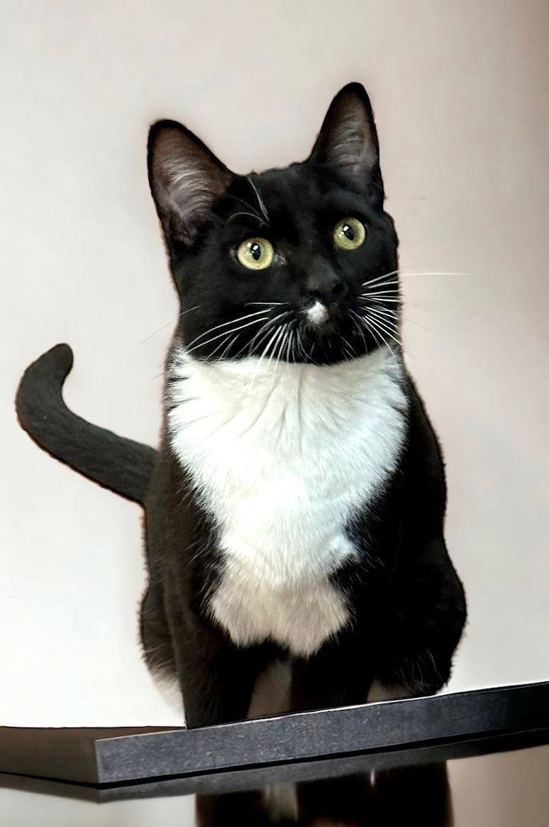 Manny, an adoptable Tuxedo in West Hills, CA, 91307 | Photo Image 3