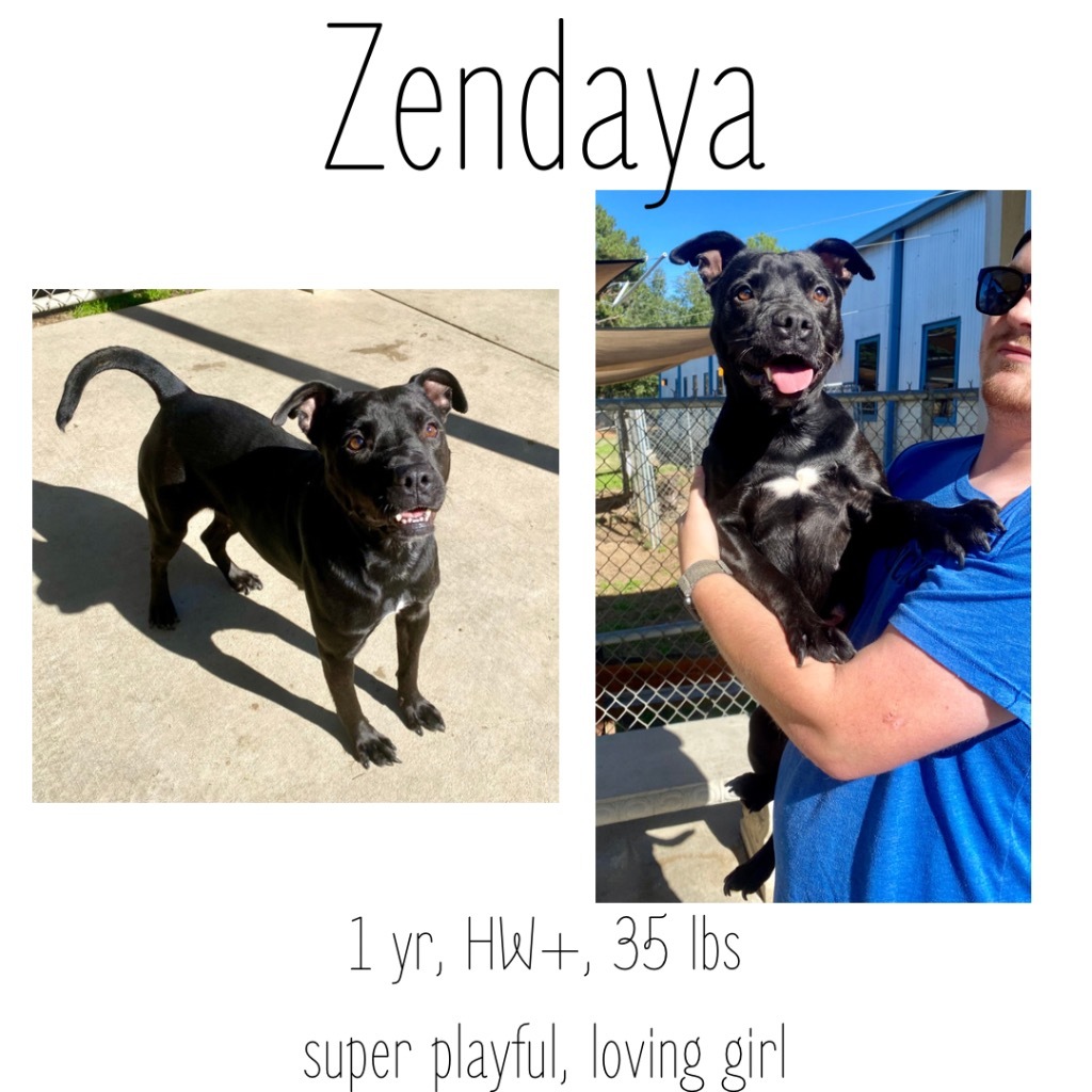 Zendaya, an adoptable Pit Bull Terrier in Albany, GA, 31706 | Photo Image 1