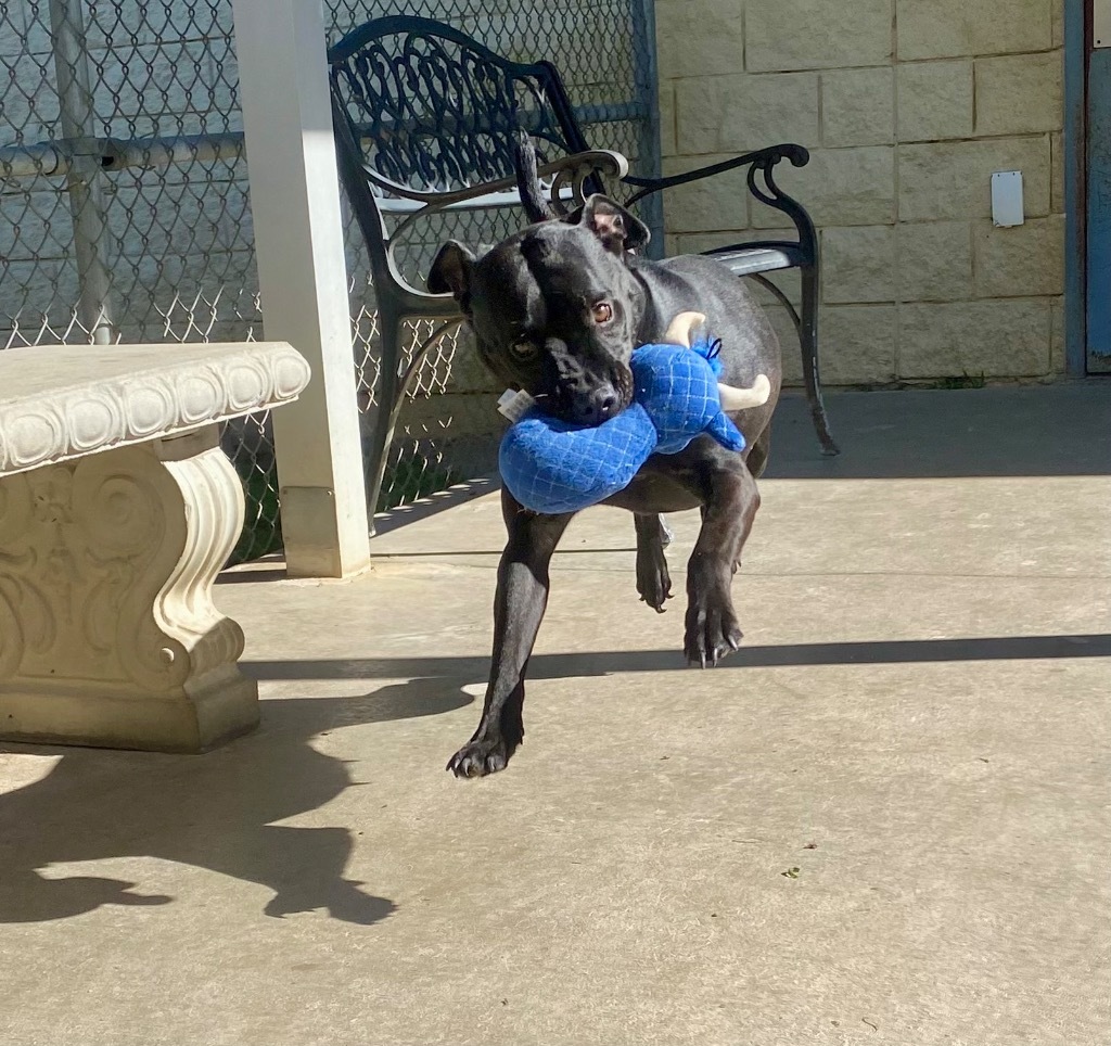 Zendaya, an adoptable Pit Bull Terrier in Albany, GA, 31706 | Photo Image 5