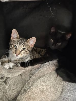 Olivia and Maddie