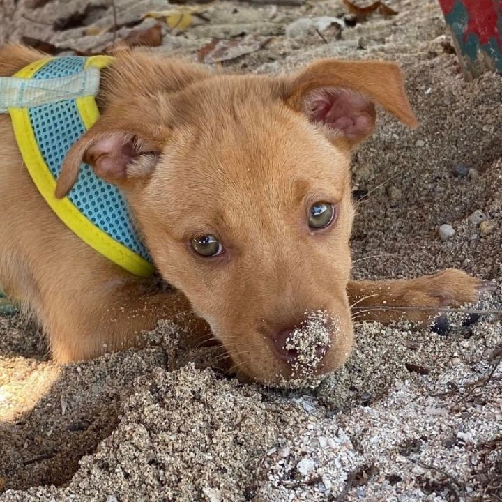 Carolina 2024 dog puppies