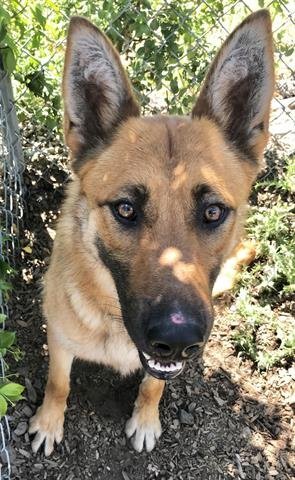 Nala A416495, an adoptable German Shepherd Dog Mix in Petaluma, CA_image-1