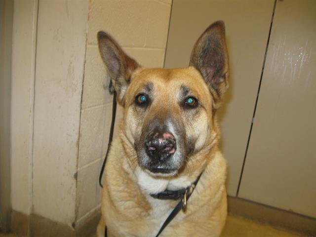 Nala A416495 3