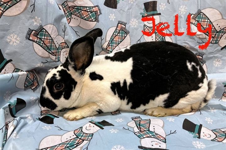 Jelly LOUISVILLE, an adoptable Mini Rex in Elizabethtown, KY_image-2