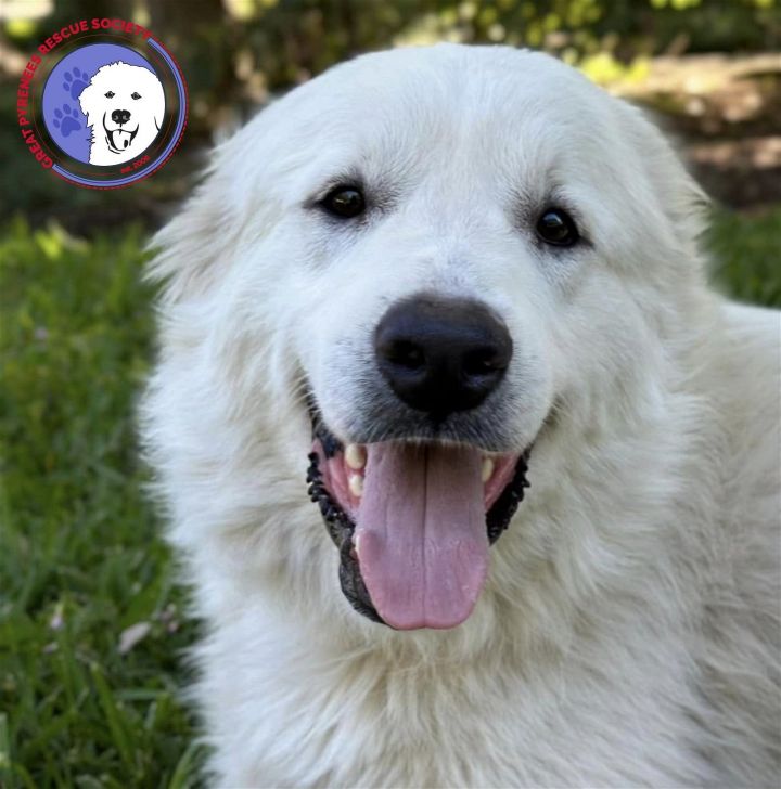 Lolly, an adoptable Great Pyrenees in Seattle, WA_image-1