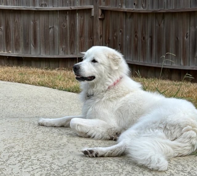Lolly, an adoptable Great Pyrenees in Phoenix, AZ_image-2