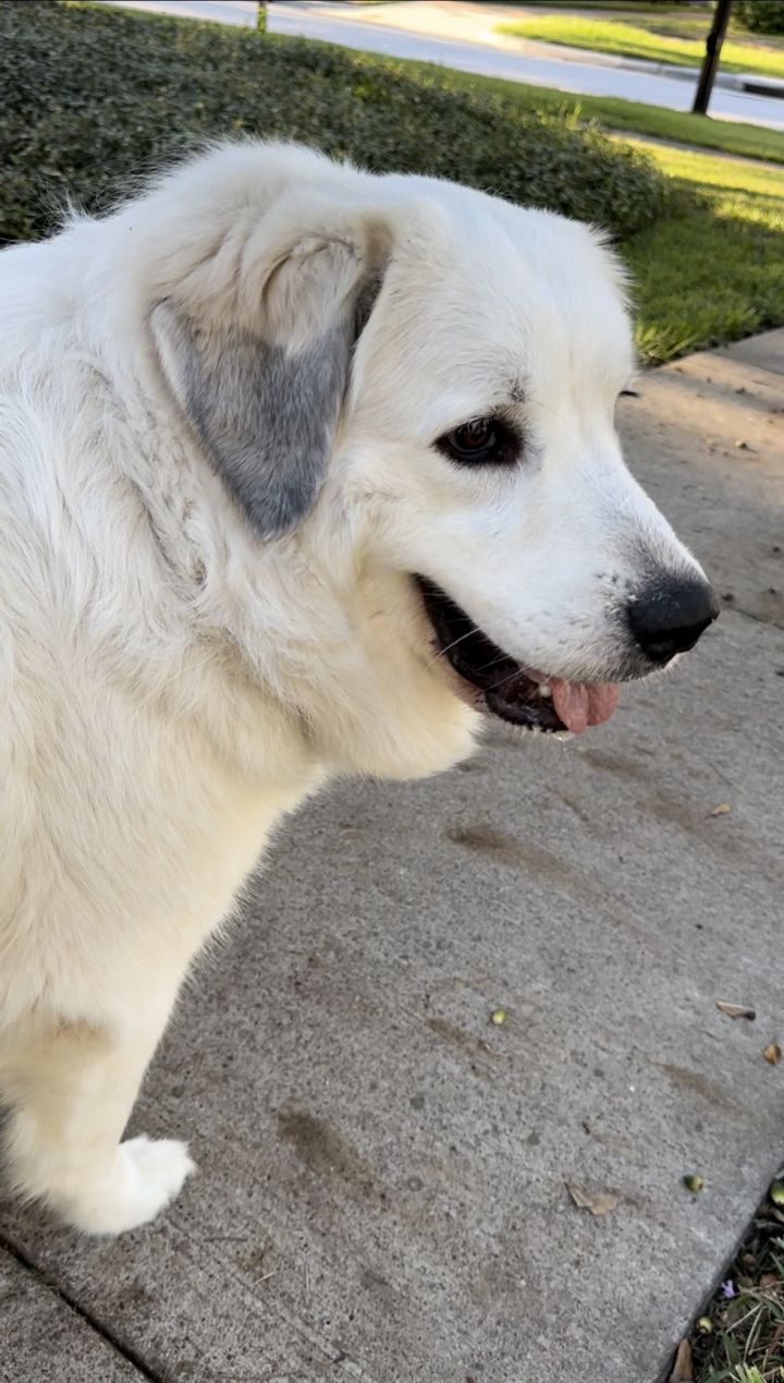 Mia, an adoptable Great Pyrenees in Bend, OR_image-4