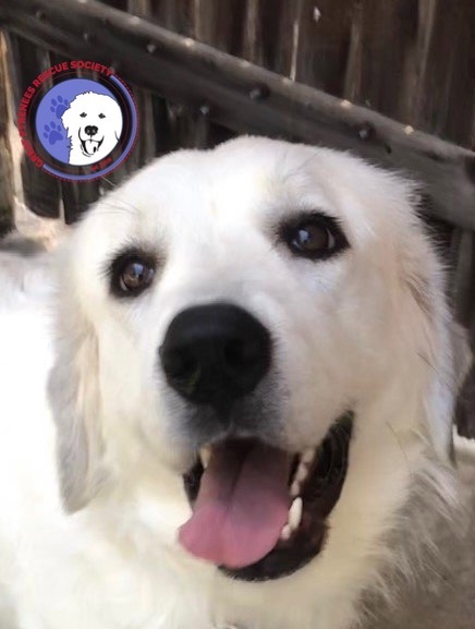 Mia, an adoptable Great Pyrenees in Boise, ID_image-1