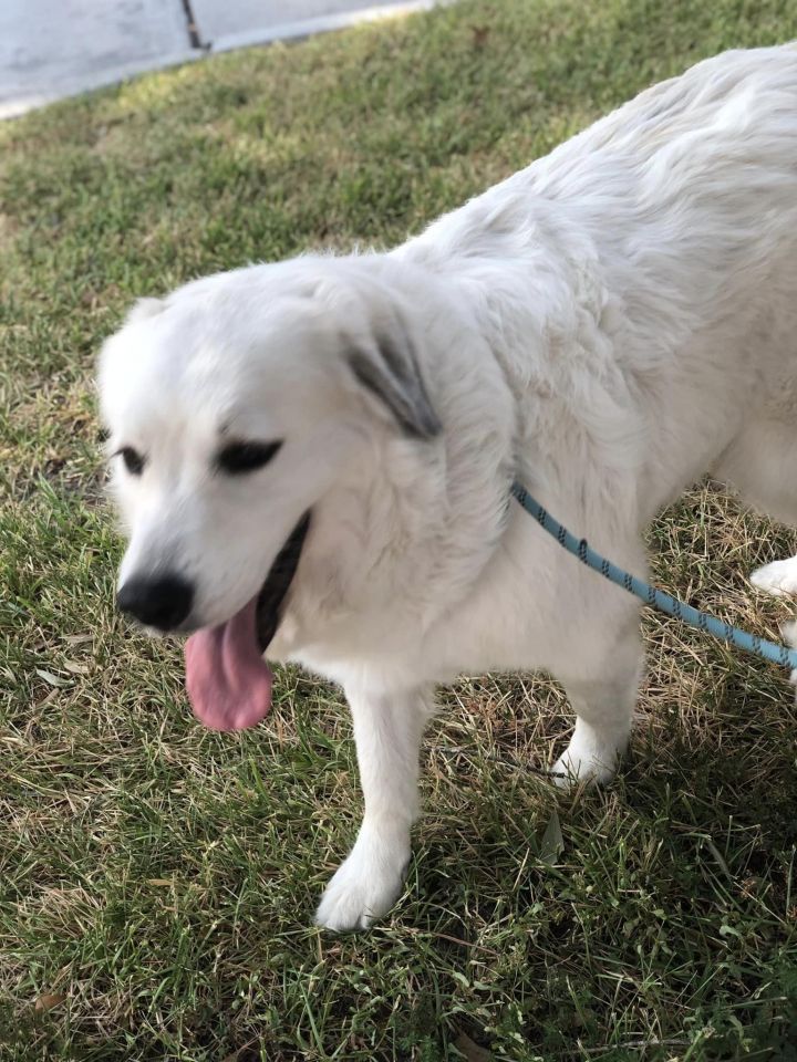 Mia, an adoptable Great Pyrenees in Boise, ID_image-3