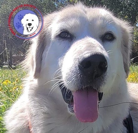 Minnie, an adoptable Great Pyrenees & Golden Retriever Mix in Portland, OR_image-1