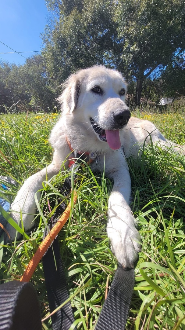 Minnie, an adoptable Great Pyrenees & Golden Retriever Mix in Portland, OR_image-2