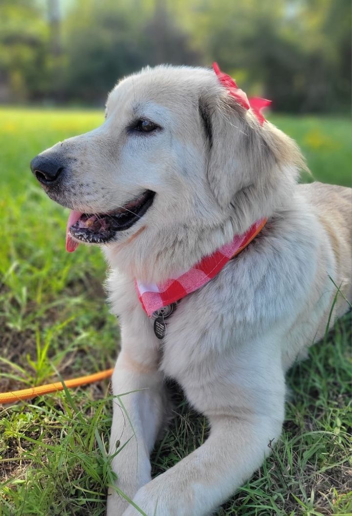 Minnie, an adoptable Great Pyrenees & Golden Retriever Mix in Portland, OR_image-3