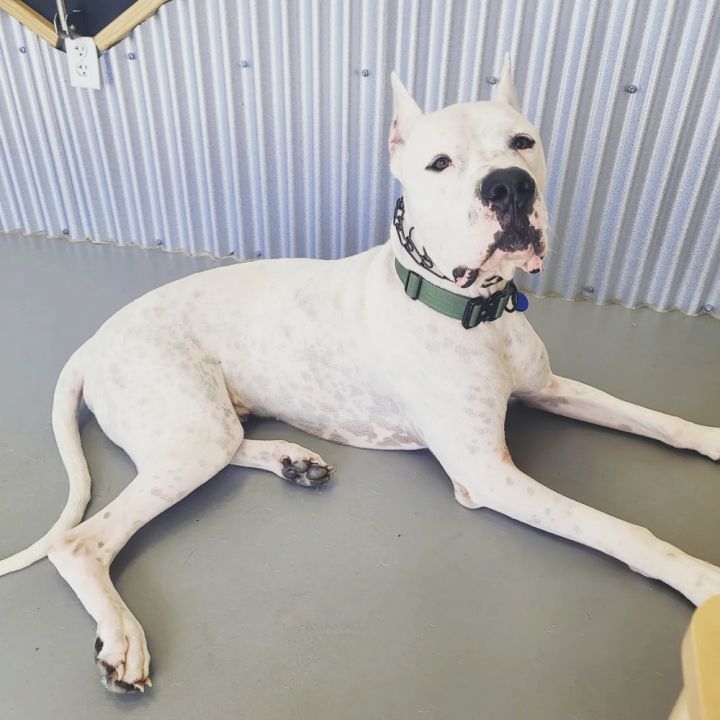 Apex, an adoptable Dogo Argentino in Orlando, FL_image-6