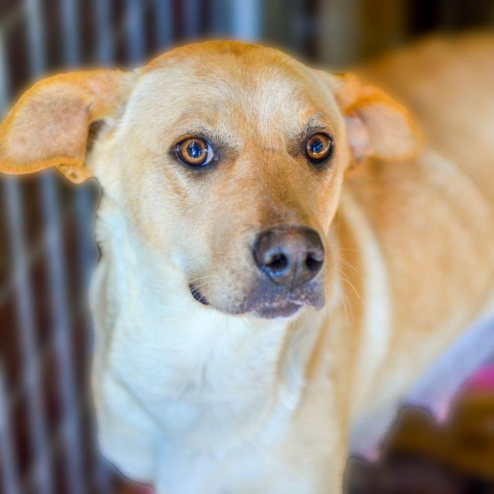 Helena, an adoptable Yellow Labrador Retriever Mix in Quinlan, TX_image-3