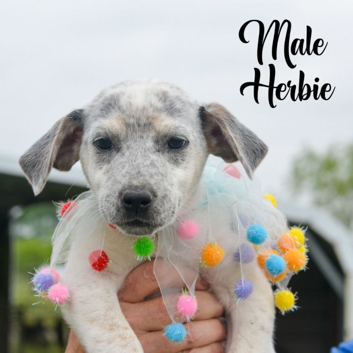 Helena, an adoptable Yellow Labrador Retriever Mix in Quinlan, TX_image-5
