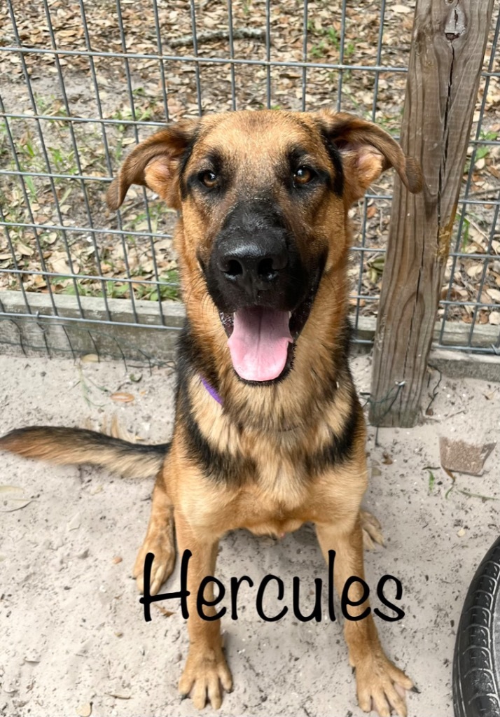 Hercules, an adoptable Shepherd in Fulton, TX, 78358 | Photo Image 1