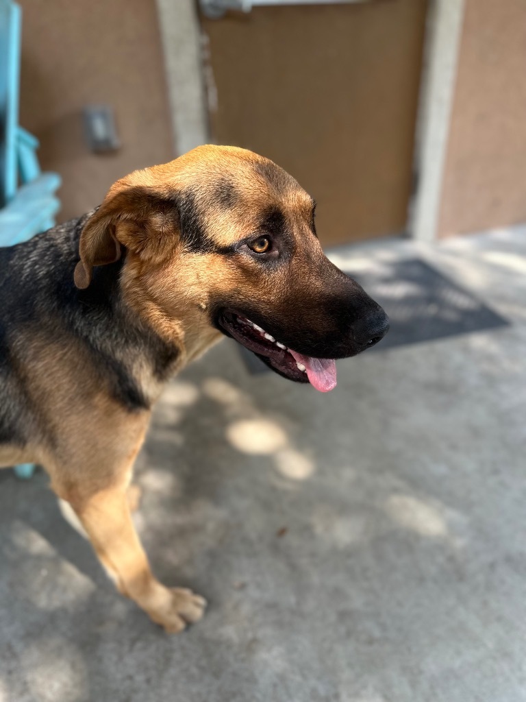 Hercules, an adoptable Shepherd in Fulton, TX, 78358 | Photo Image 3