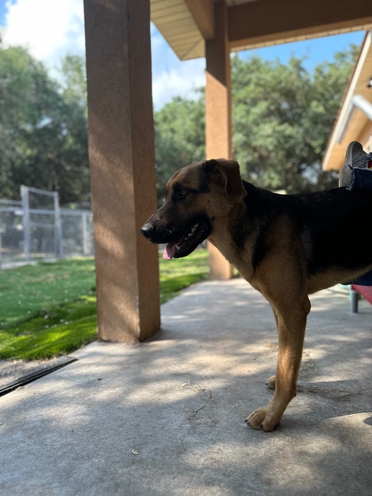 Hercules, an adoptable Shepherd in Fulton, TX, 78358 | Photo Image 4