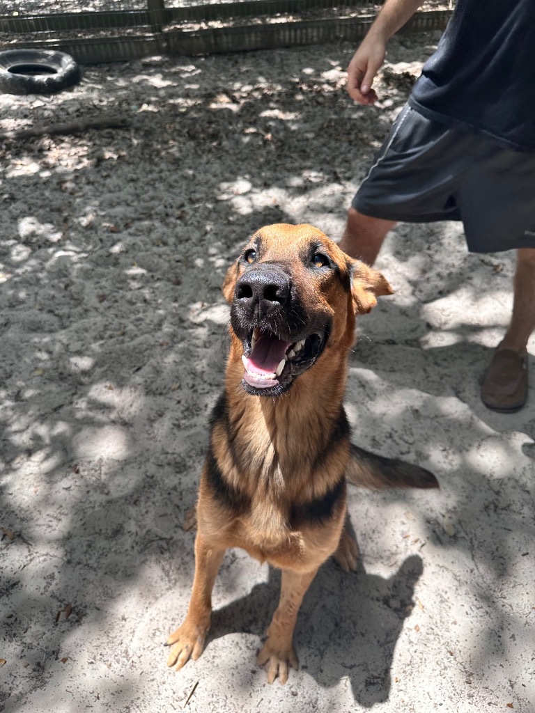 Hercules, an adoptable Shepherd in Fulton, TX, 78358 | Photo Image 5