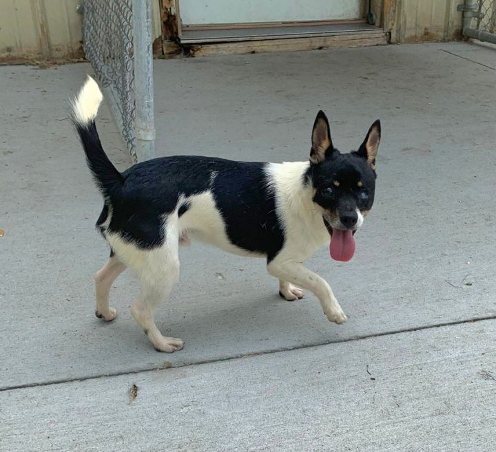 Marvin, an adopted Chihuahua Mix in Kalamazoo, MI_image-4