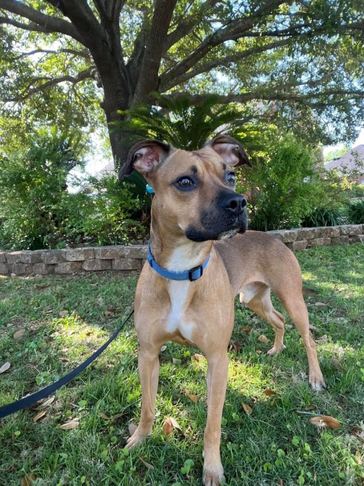Ebbie, an adoptable Black Mouth Cur Mix in Mobile, AL_image-1