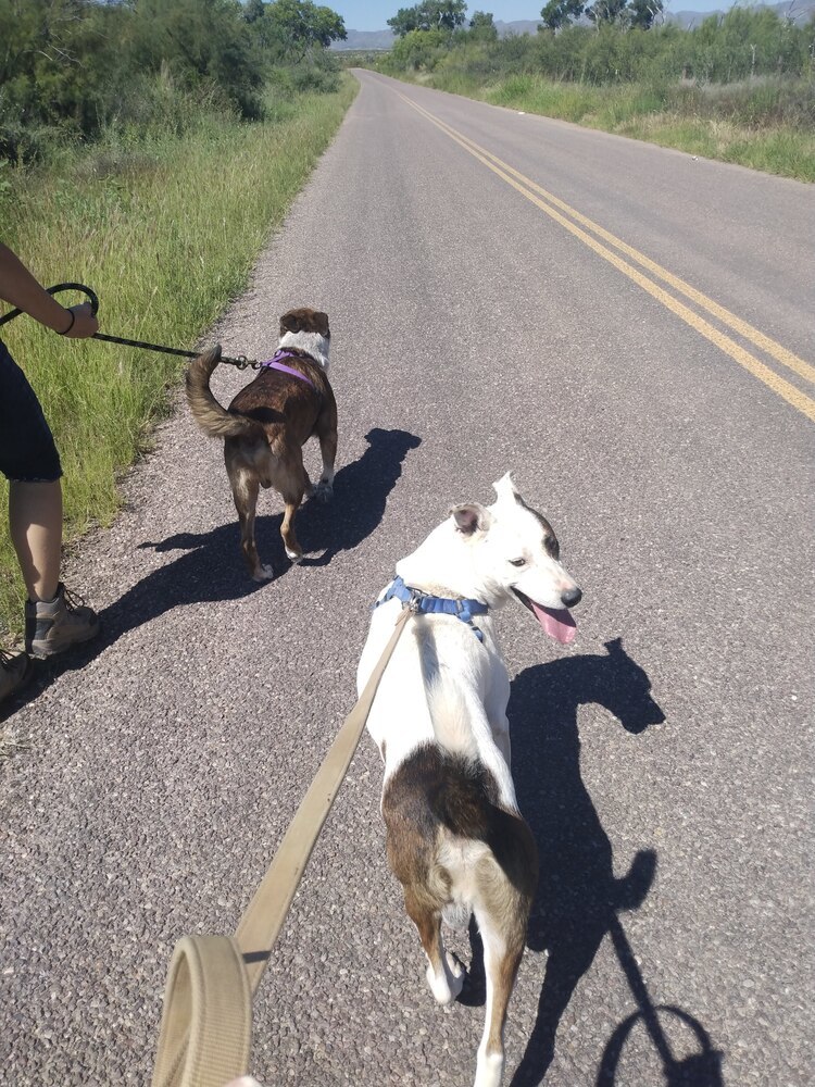 Erin's ToughStuff, an adoptable Australian Cattle Dog / Blue Heeler in Los Lunas, NM, 87031 | Photo Image 4