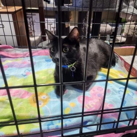 Bert, an adoptable Domestic Short Hair in Bismarck, ND, 58507 | Photo Image 3