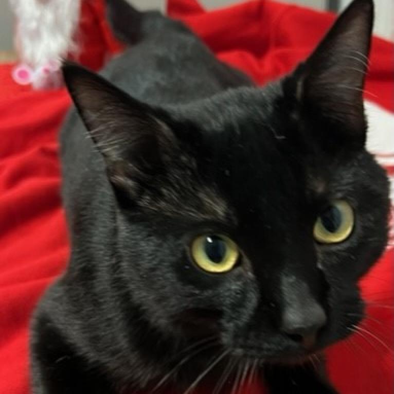 Bert, an adoptable Domestic Short Hair in Bismarck, ND, 58507 | Photo Image 4