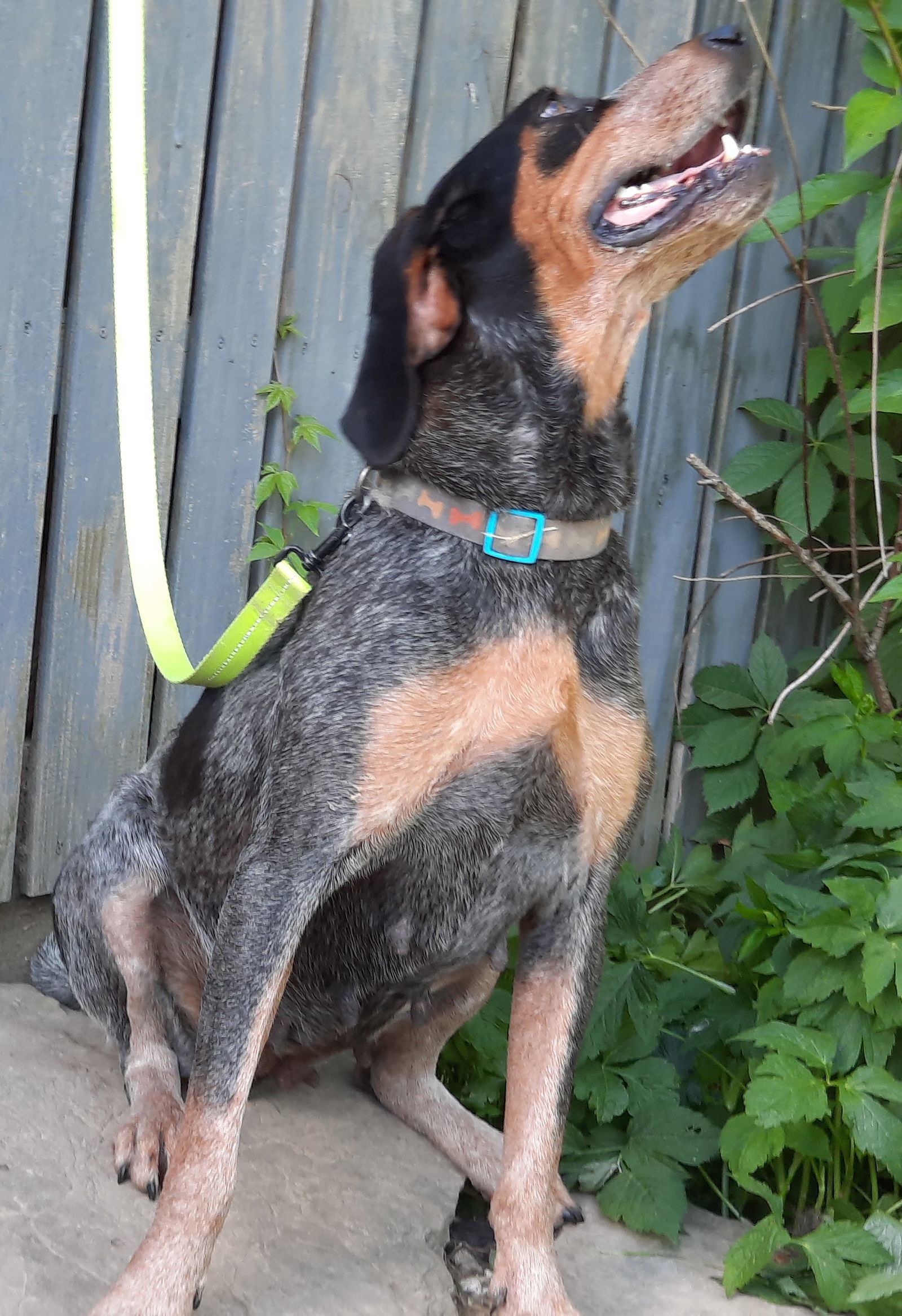 Cher, an adoptable Bluetick Coonhound in Mcconnelsville, OH, 43756 | Photo Image 2