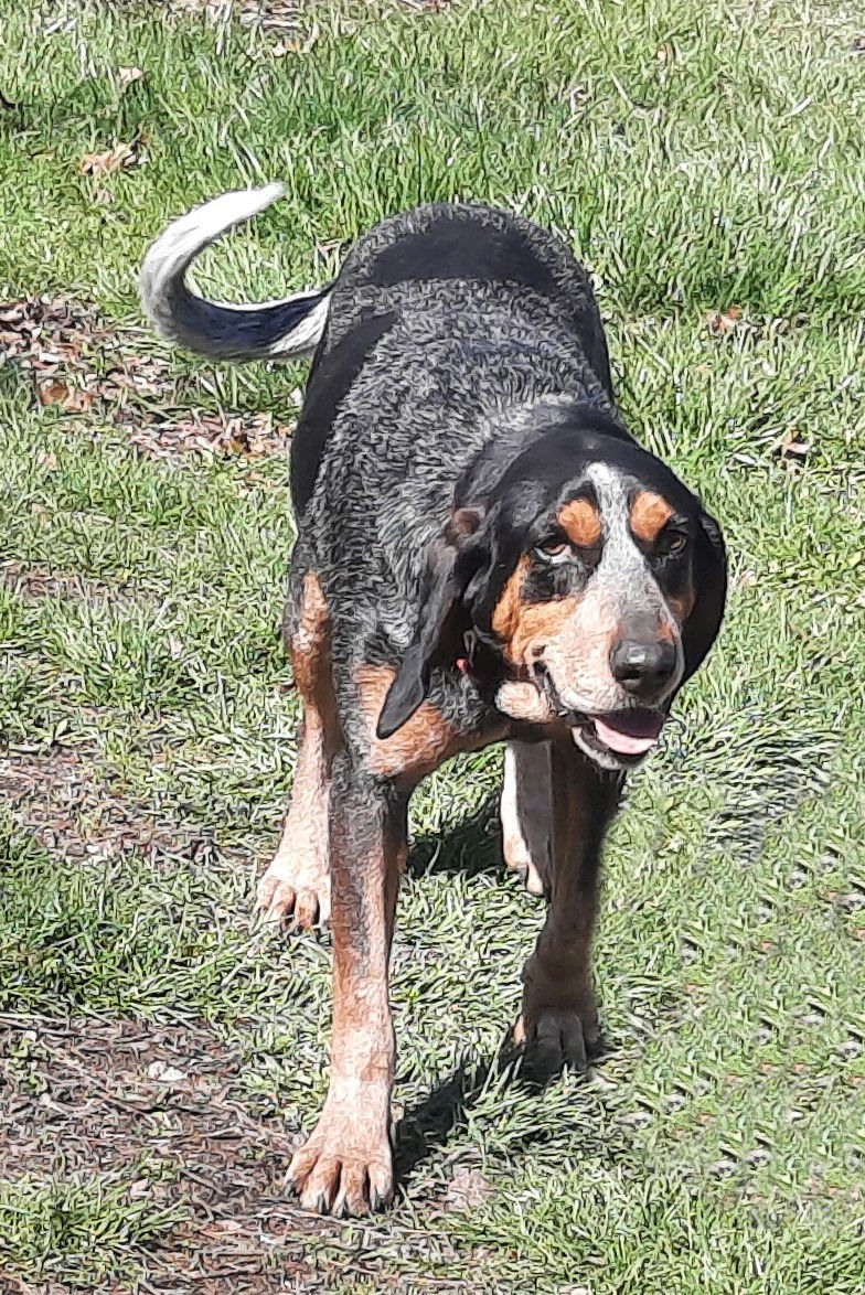 Cher, an adoptable Bluetick Coonhound in Mcconnelsville, OH, 43756 | Photo Image 6