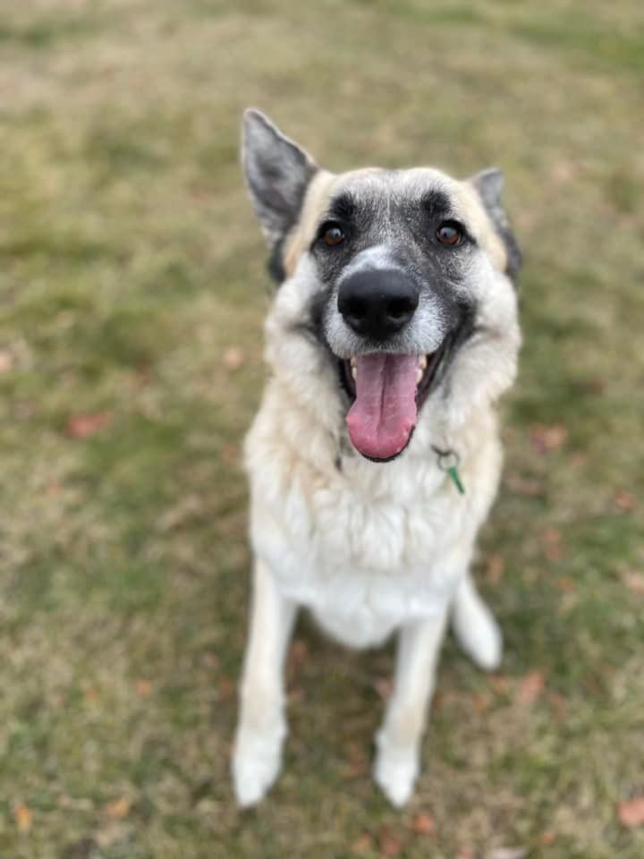 Miles, an adoptable German Shepherd Dog in Fremont, MI, 49412 | Photo Image 2