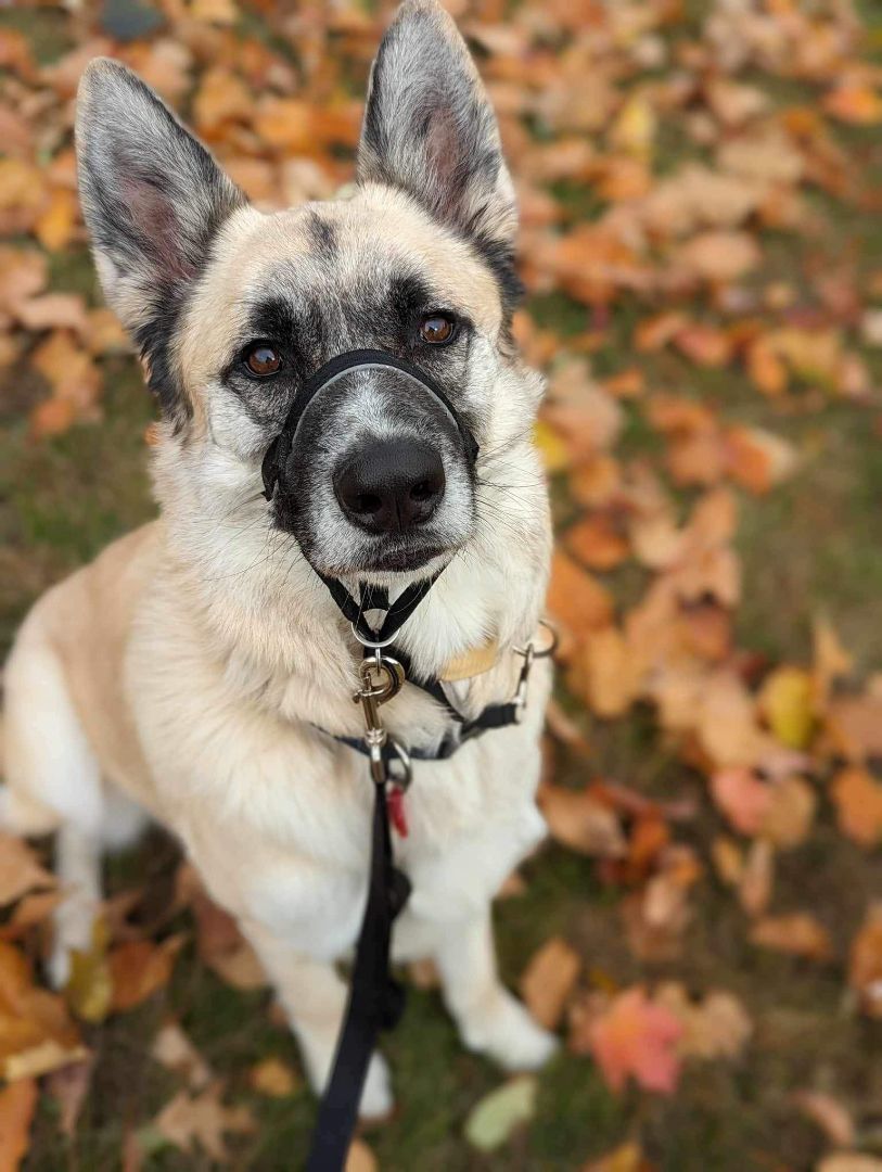 Miles, an adoptable German Shepherd Dog in Fremont, MI, 49412 | Photo Image 3