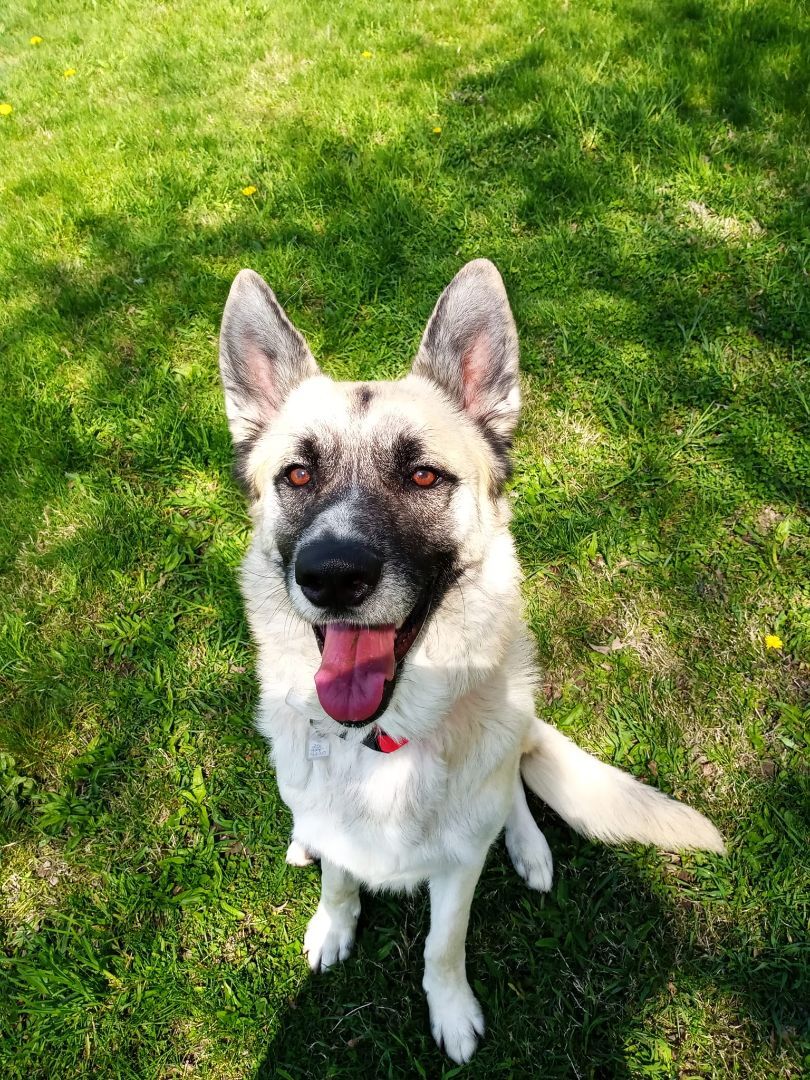 Miles, an adoptable German Shepherd Dog in Fremont, MI, 49412 | Photo Image 5