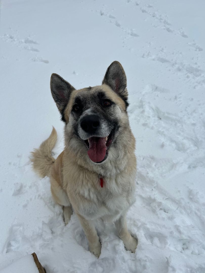 Miles, an adoptable German Shepherd Dog in Fremont, MI, 49412 | Photo Image 1