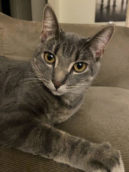 Tally, an adoptable Domestic Short Hair in De Soto, IA, 50069 | Photo Image 1