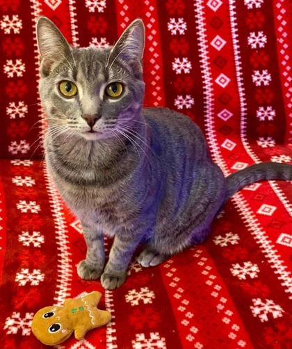 Tally, an adoptable Domestic Short Hair in De Soto, IA, 50069 | Photo Image 2