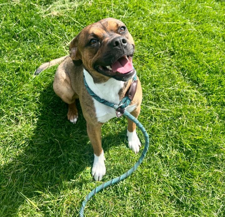 Dog for adoption - SURI (DIAMOND), a Boxer & Bull Terrier Mix in ...