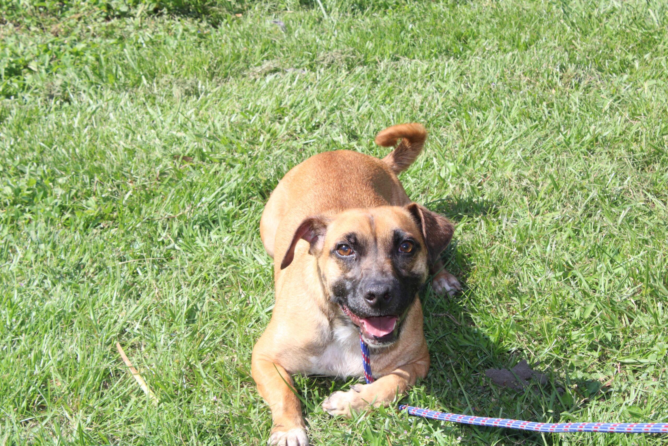 Buddy, an adoptable Mixed Breed in Wauchula, FL, 33873 | Photo Image 1