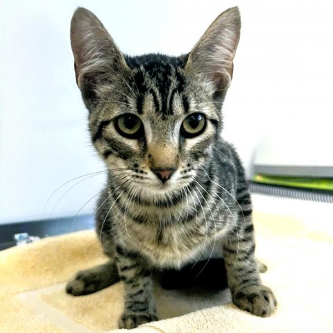 Dexter, an adoptable Domestic Medium Hair in Livingston, TX, 77351 | Photo Image 1