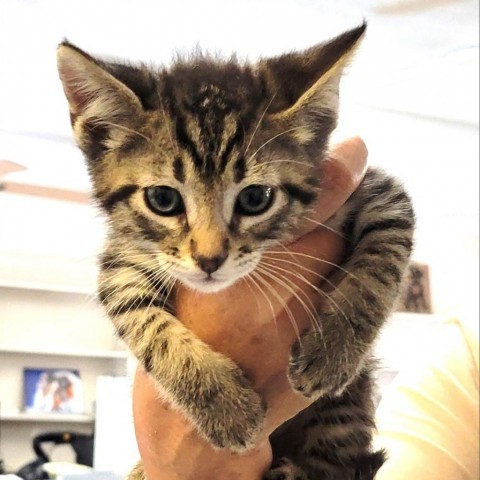 Dexter, an adoptable Domestic Medium Hair in Livingston, TX, 77351 | Photo Image 2